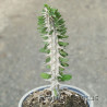Alluaudia procera 2