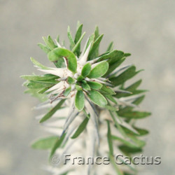 Alluaudia procera 3