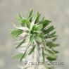 Alluaudia procera 3