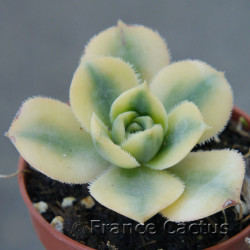 Aenium "Sunburst" 2