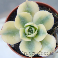 Aenium "Sunburst" 3