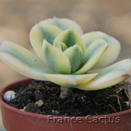 Aenium "Sunburst" 1