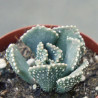 Aloinopsis malherbei 2