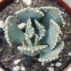 Aloinopsis malherbei 3