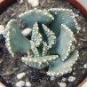 Aloinopsis malherbei 3