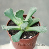 Aloinopsis malherbei 4