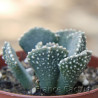 Aloinopsis malherbei 1