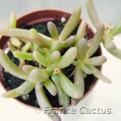 Delosperma cooperi 3