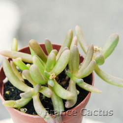 Delosperma cooperi2