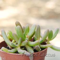 Delosperma cooperi 1