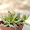 Delosperma cooperi 1