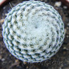Epithelantha micromeris 3