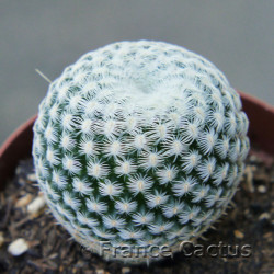 Epithelantha micromeris 2