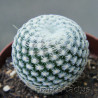Epithelantha micromeris 2