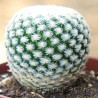 Epithelantha micromeris 1