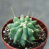 Ferocactus glaucescens inermis 2
