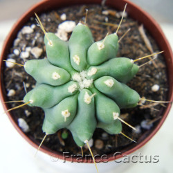 Ferocactus glaucescens inermis 3