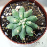 Ferocactus glaucescens inermis 3