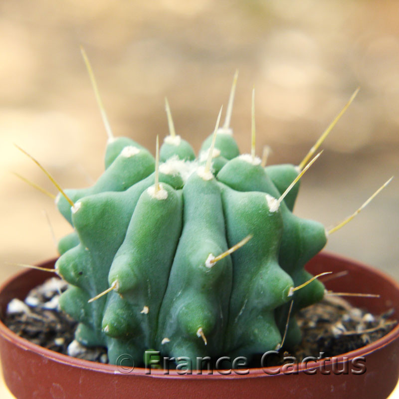 Ferocactus glaucescens inermis 1