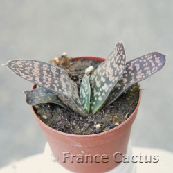 Gasteria croucheri 2