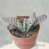 Gasteria croucheri 2
