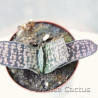 Gasteria croucheri 3