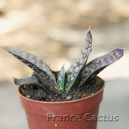 Gasteria croucheri 1