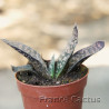 Gasteria croucheri 1
