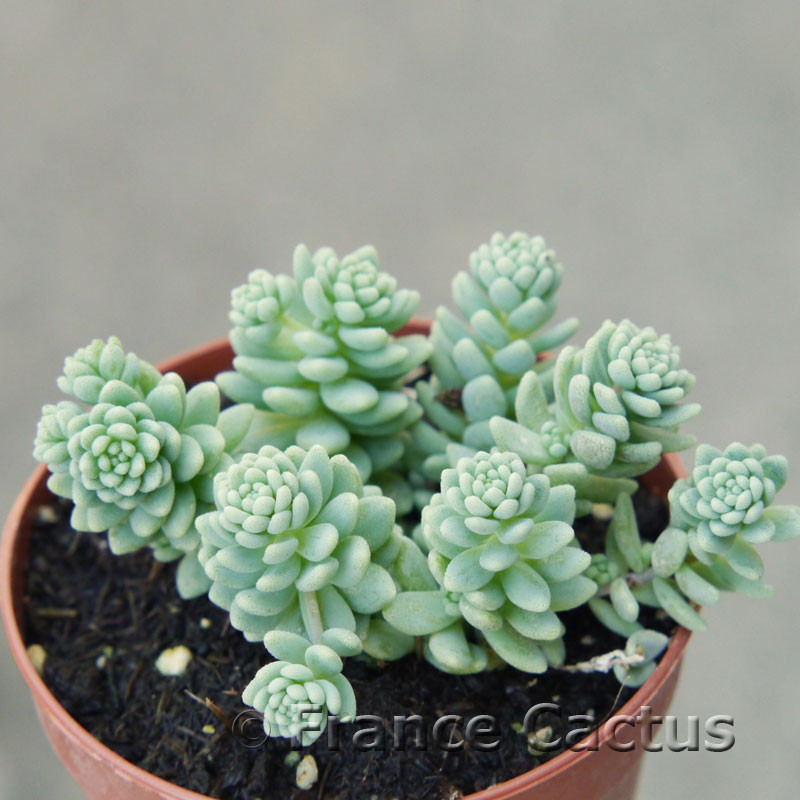 Sedum dasyphyllum 2