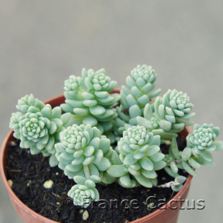 Sedum dasyphyllum 2
