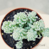 Sedum dasyphyllum 3