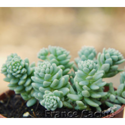 Sedum dasyphyllum 1