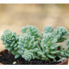 Sedum dasyphyllum 1