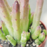 Stapelia hirsuta 3