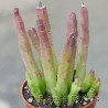 Stapelia hirsuta 2