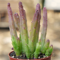Stapelia hirsuta 1