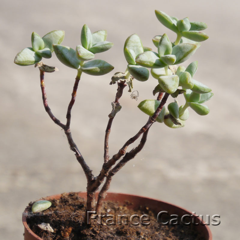 Crassula rupestris en pot de 10,5 cm.