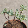 Crassula rupestris en pot de 10,5 cm.