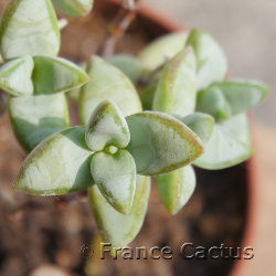 Crassula rupestris en pot de 10,5 cm.