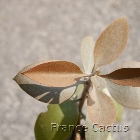 Kalanchoe orgyalis 8