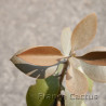 Kalanchoe orgyalis 8