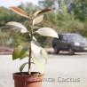 Kalanchoe orgyalis 6