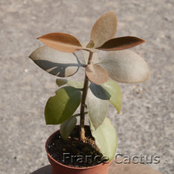 Kalanchoe orgyalis 7
