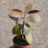 Kalanchoe orgyalis 7