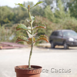 Kalanchoe sexangularis 6