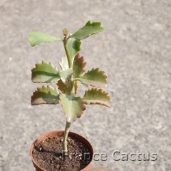 Kalanchoe sexangularis 7