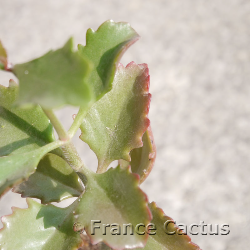 Kalanchoe sexangularis 8