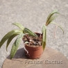 Scilla violacea 7