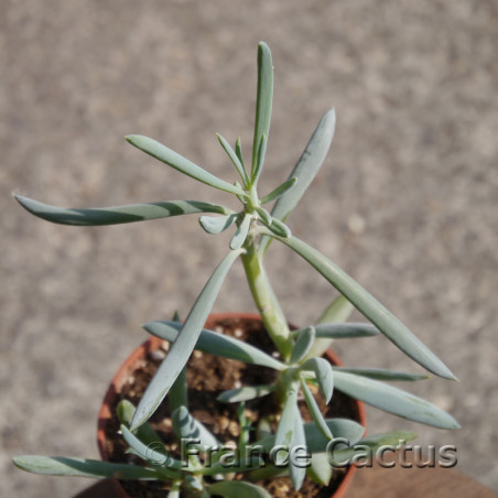 Senecio serpens 7
