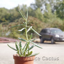 Senecio serpens 6